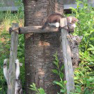 子猫たちの昼休み。