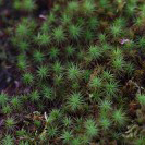 ジャパニーズ苔