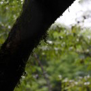 レイニーブルー